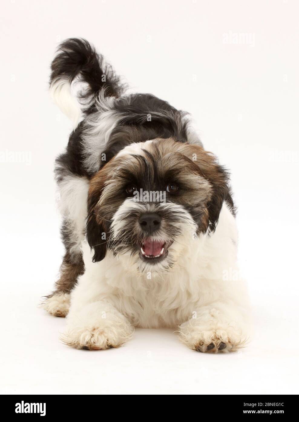 Can Tibetan Terriers Swim