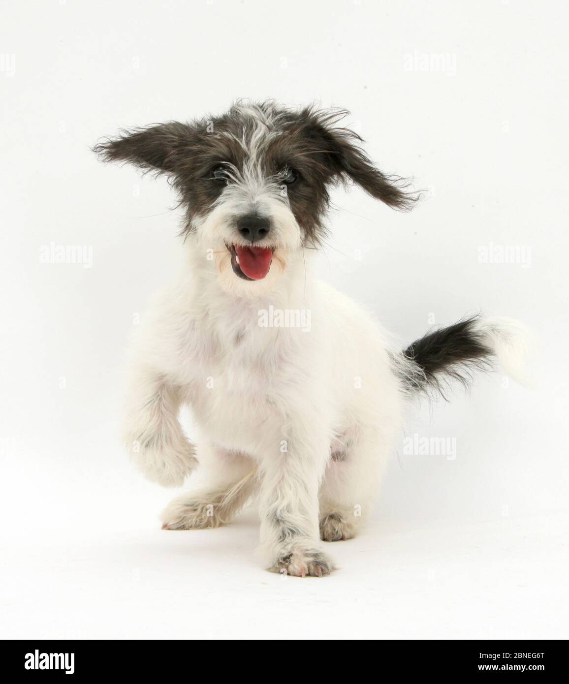 Black and white jack a poo dog hi-res stock photography and images - Alamy