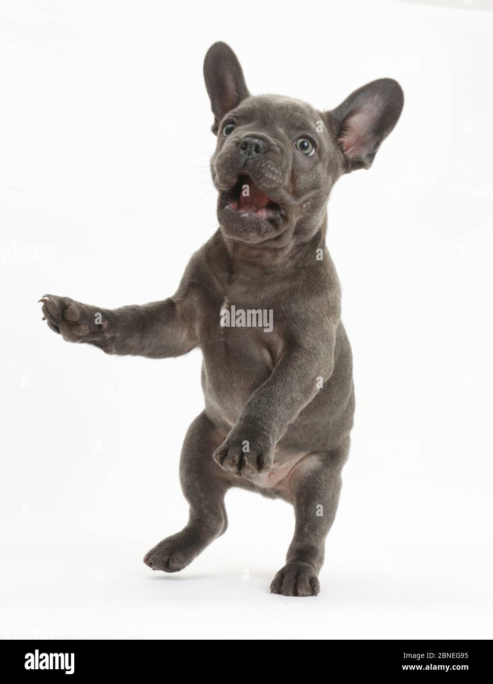 French bulldog jumping Stock Photo Alamy