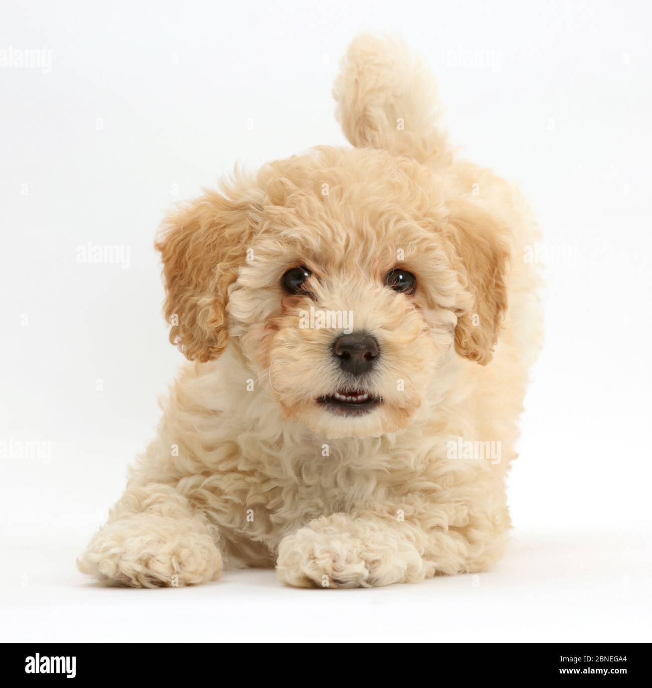 Bichon crossed hotsell with poodle