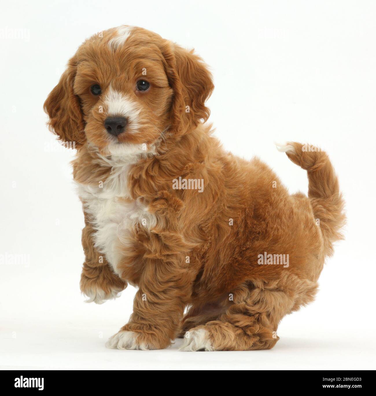 Cockapoo, Cocker spaniel cross Poodle puppy with paw raised Stock Photo -  Alamy