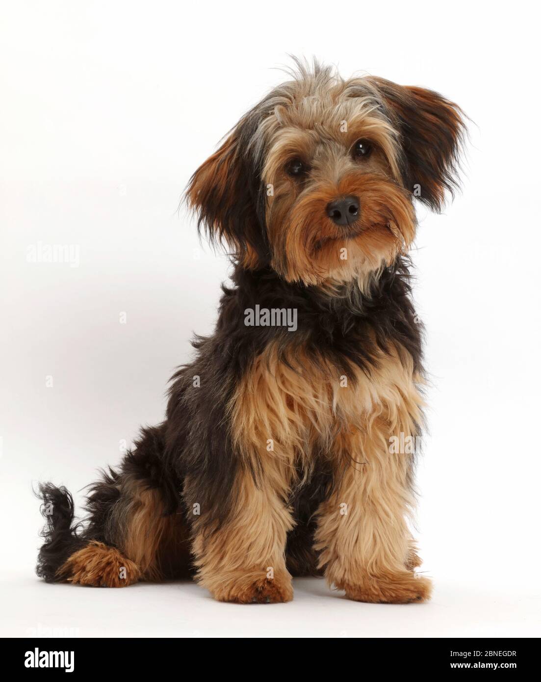 Yorkshire terrier cross hi-res stock photography and images - Alamy