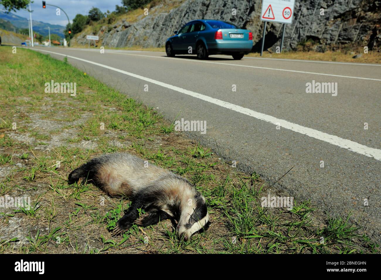 Eurasian badger (Meles meles) roadkill, Cantabria, Spain, August. Stock Photo