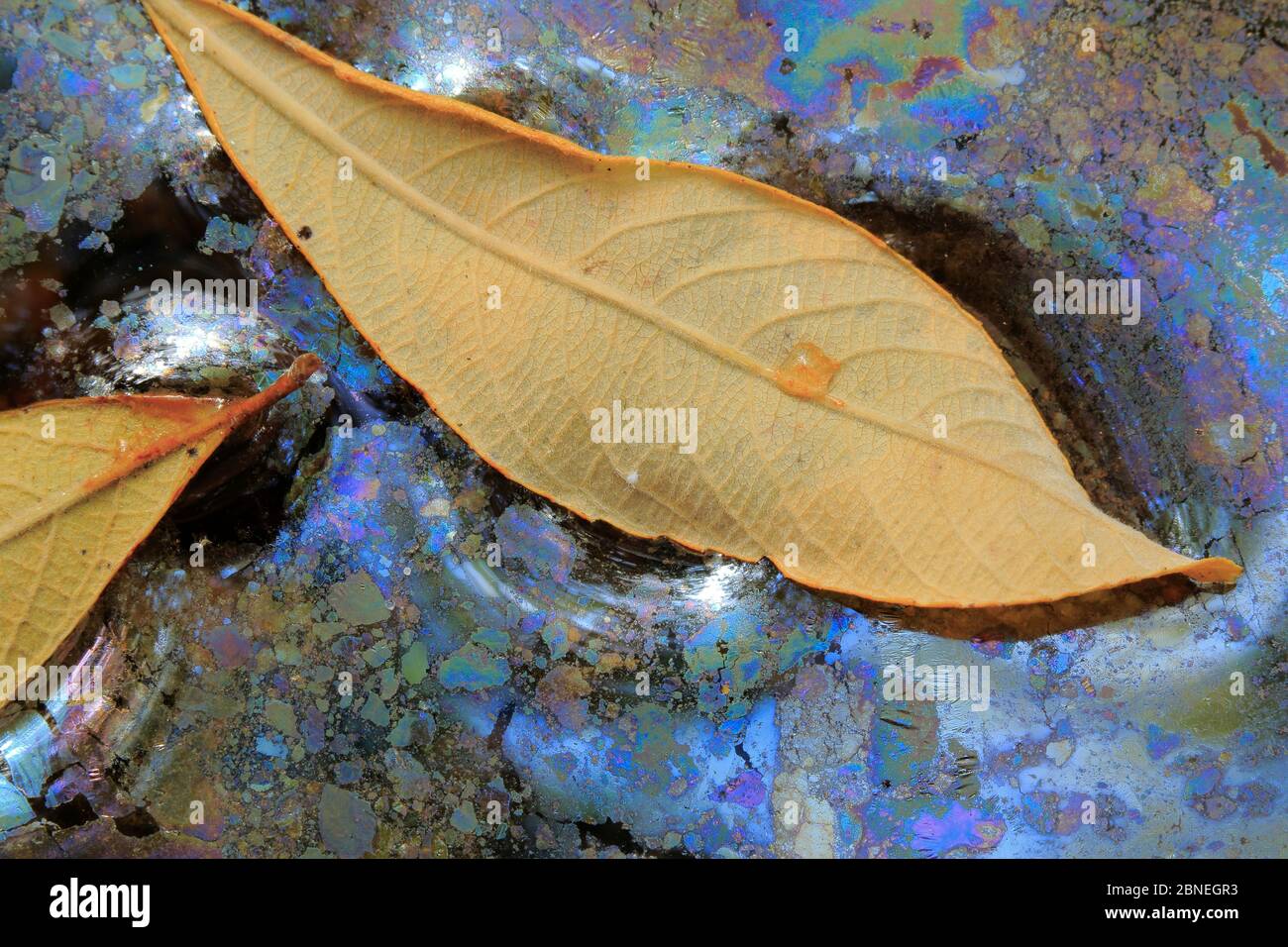 Bacteria (Leptothryx discophora) causing iridescent sheen on water surface with White willow leaf (Salix alba). Sierra de Grazalema Natural Park, sout Stock Photo