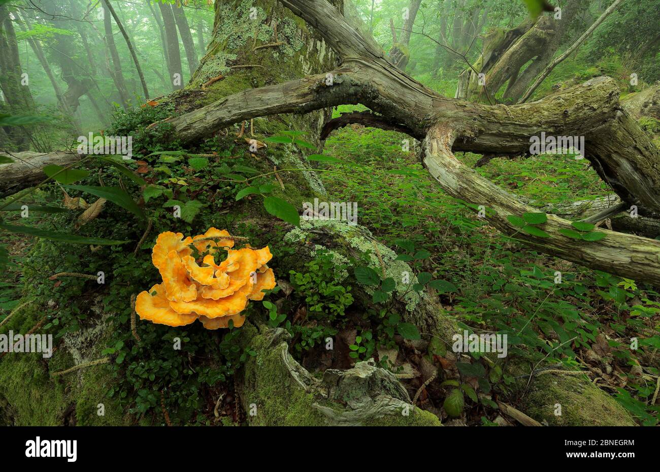 Chicken-of-the-woods fungus (Laetiporus sulphureus) Linares, Cantabria, Spain, August. Stock Photo