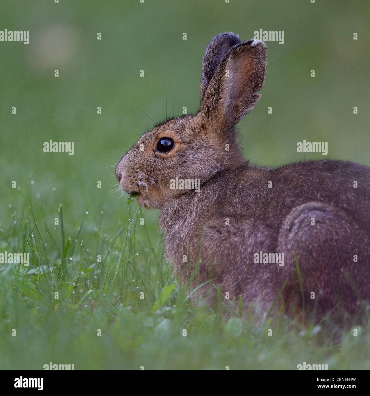 Snowshoe hare (Lepus americanus) in summer coat, Alaska, USA, August
