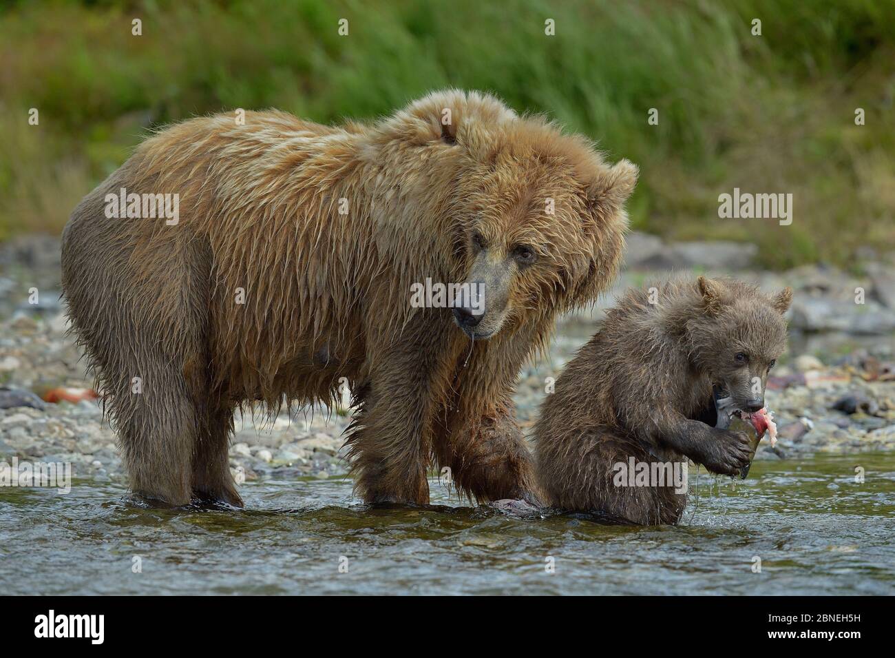 Grizzly Bear Ursus Arctos Horribilis Mother With Cub Feeding On Salmon Katmai National Park Alaska Usa August Stock Photo Alamy