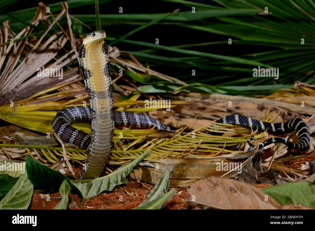 King cobra (Ophiophagus hannah) juvenile in threat pose,  captive occurs in South Asia. Venomous species. Stock Photo