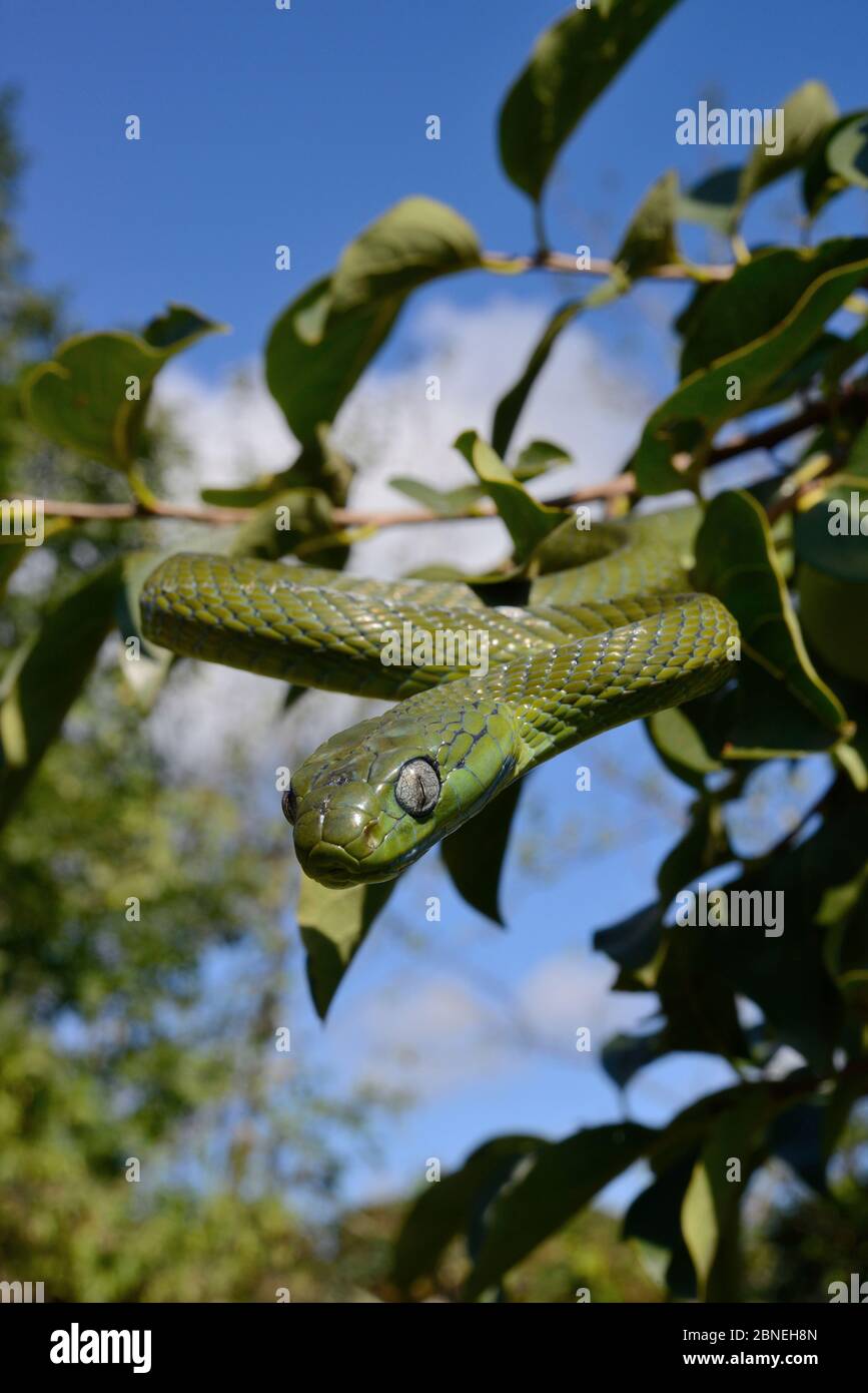 Green rat snake (Boiga cyanea) in branches, captive, occurs in South ...