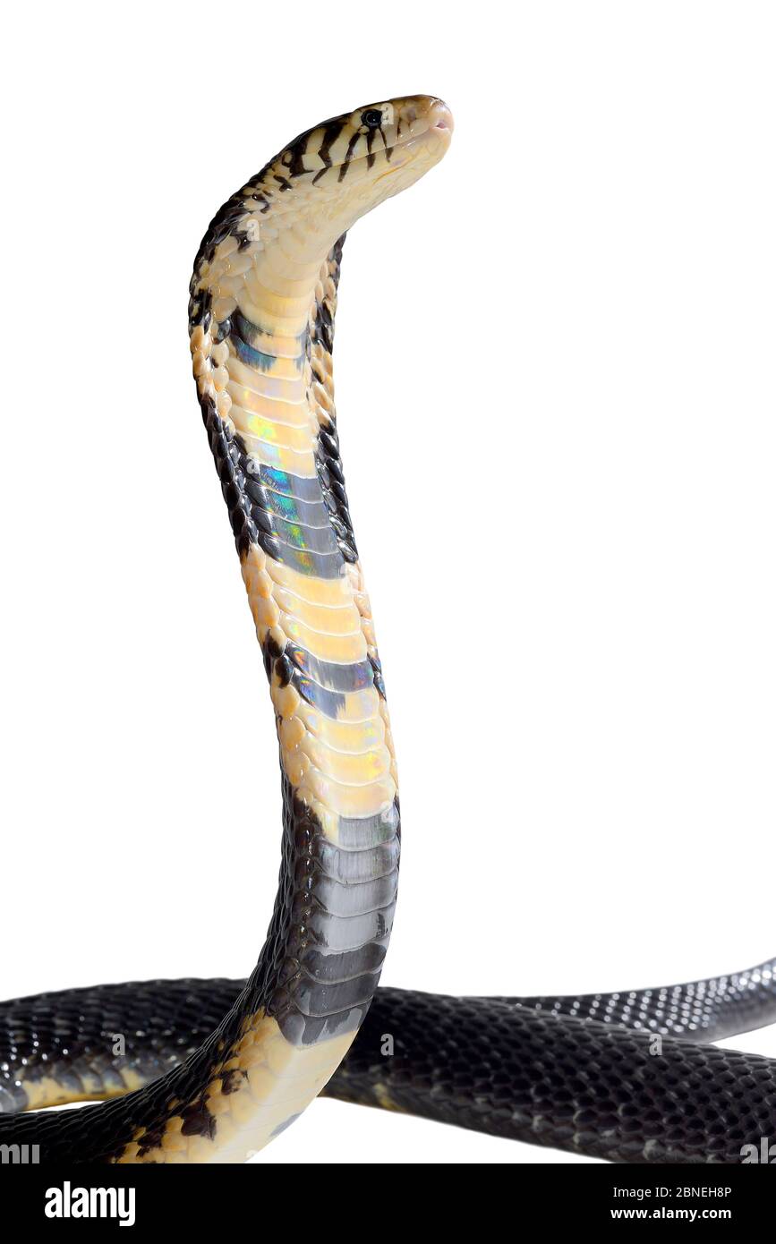 Forest cobra (Naja melanoleuca) on white background, captive occurs in Africa. Venomous species. Stock Photo