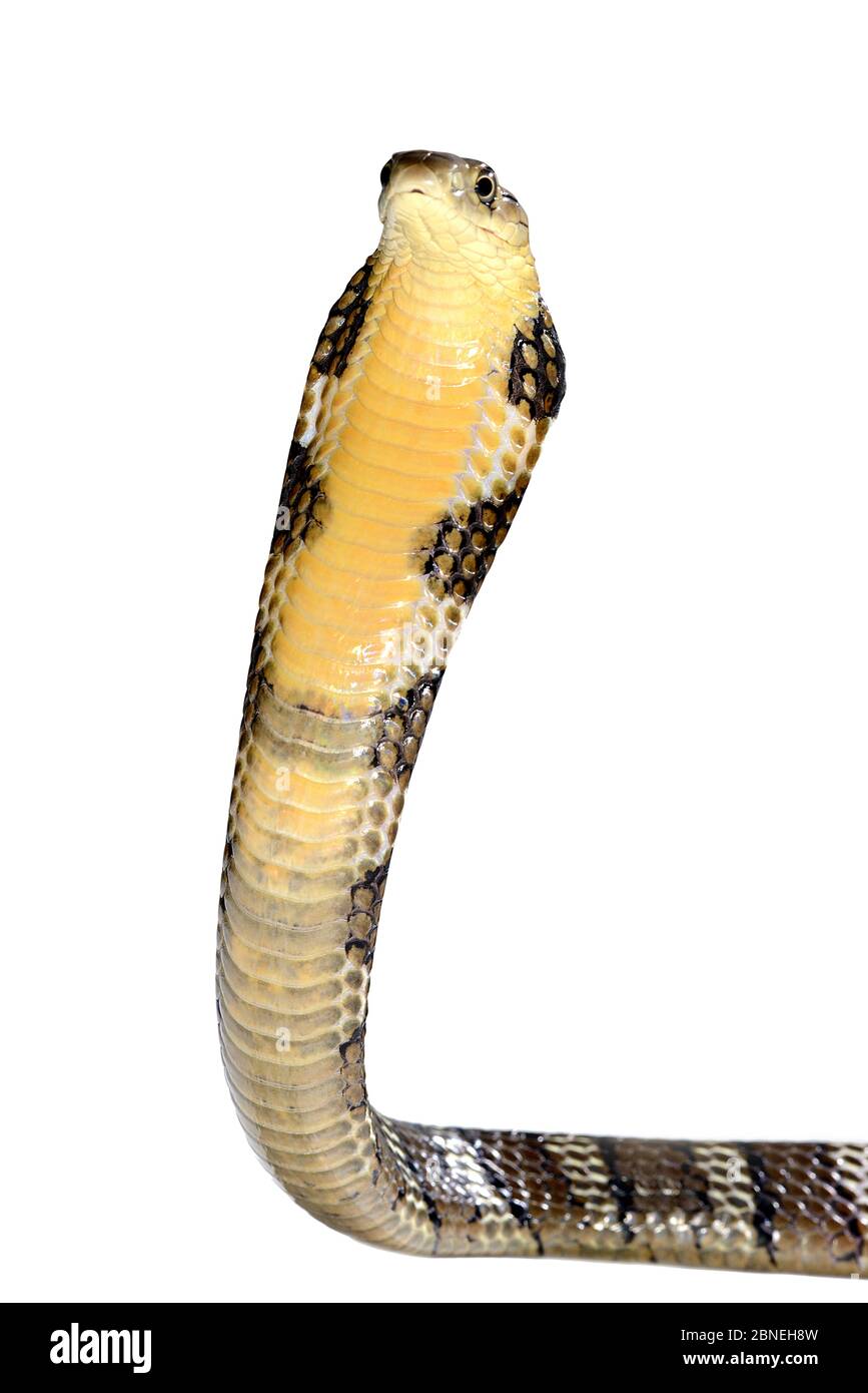 King cobra (Ophiophagus hannah) juvenile in threat pose on white background, captive occurs in South Asia. Venomous species. Stock Photo