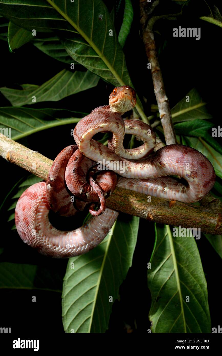 Corallus cookii hi-res stock photography and images - Alamy