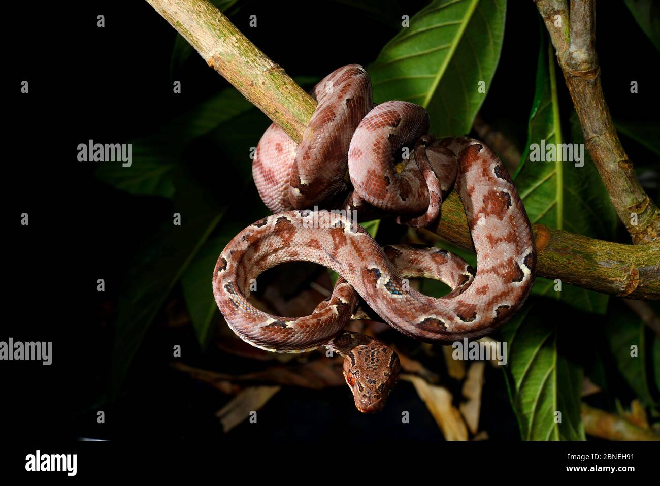 Amazon tree boa (Corallus hortulanus) coiled up in branch, captive from