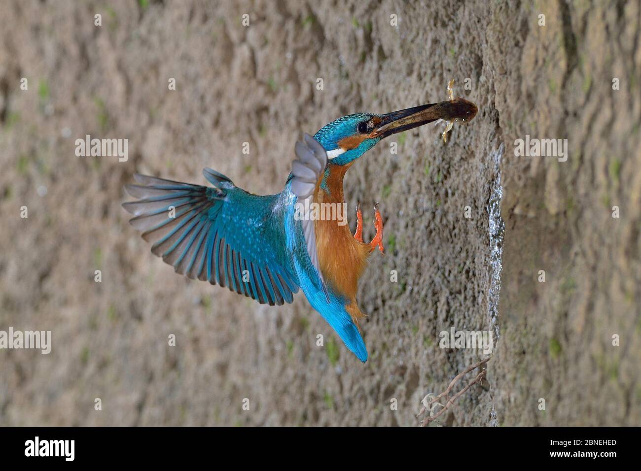 Common kingfisher (Alcedo atthis) male flying to nest with fish, Lorraine, France, May Stock Photo