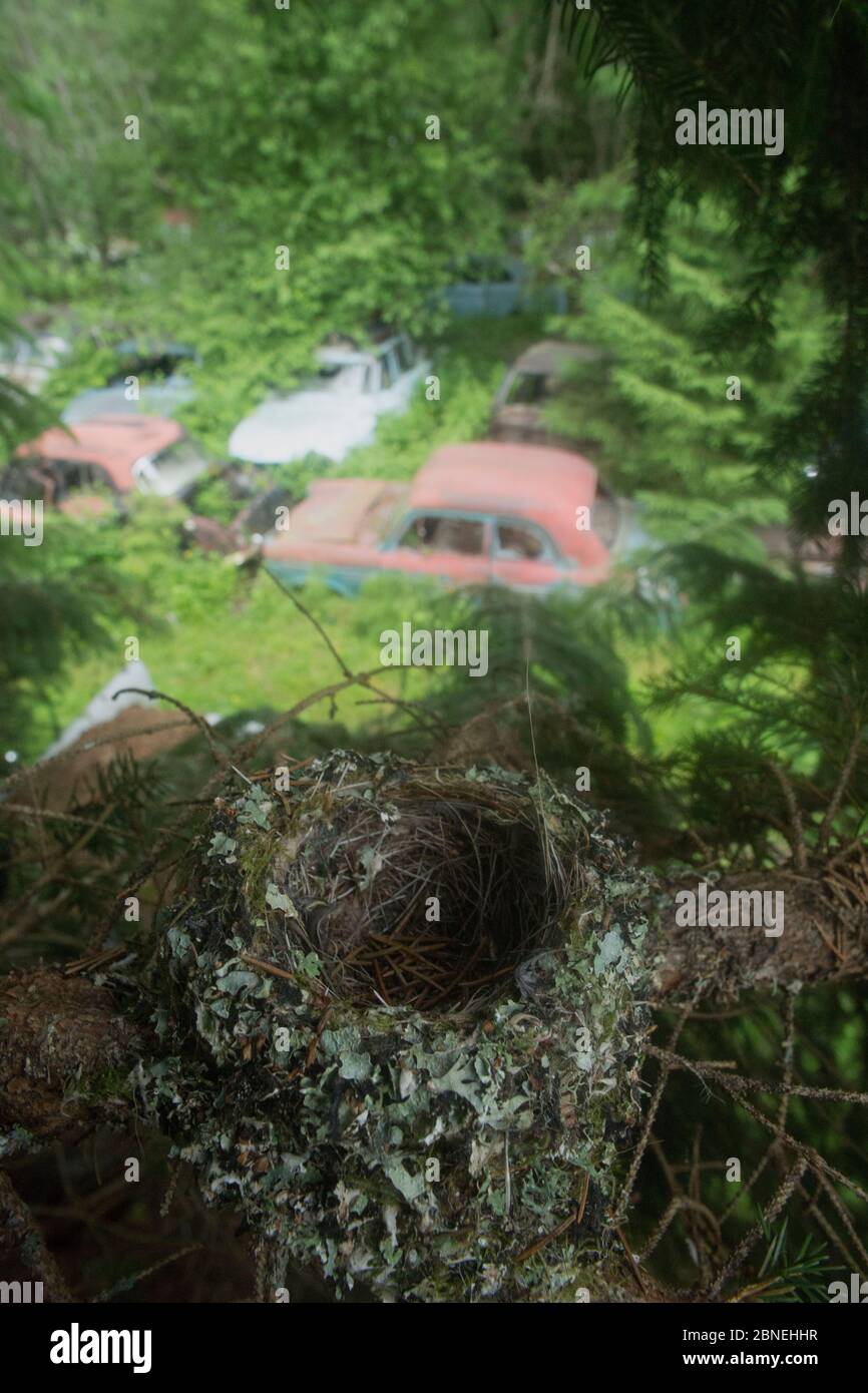 Birds nest in conifer tree above car graveyard, Bastnas car graveyard