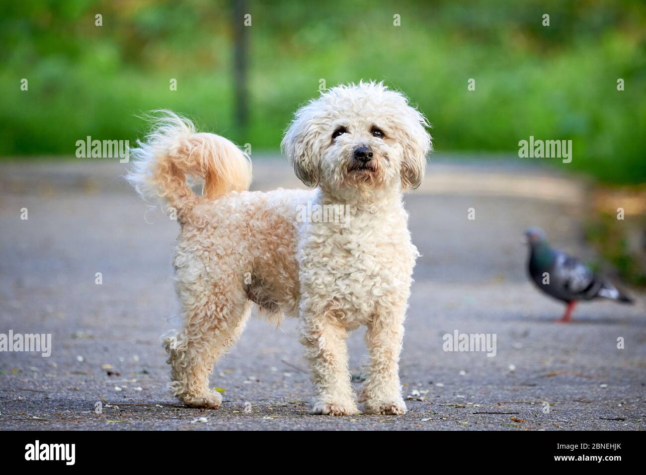 Bichon frise, beautiful white dog Stock Photo