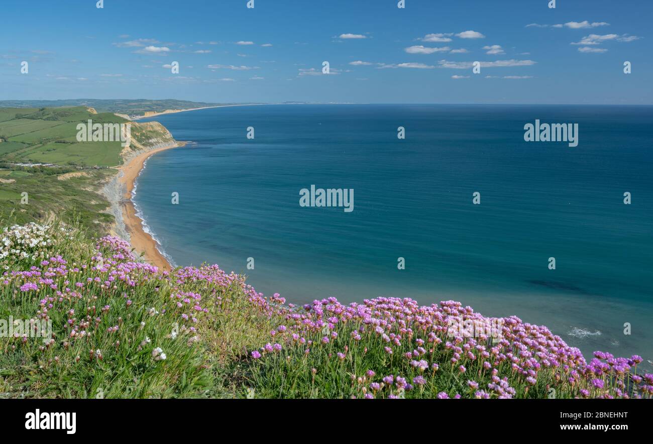 Golden Cap, West Dorset, UK. 14th May, 2020. UK Weather: The view along the coast towards West Bay, Abbotsbury and the Isle of Portland from Golden Cap. Pink sea thrift blossoms on the top of Golden Cap on a sunny, but somewhat chilly afternoon. The popular beauty spot is quieter than usual in spite of the Government easing of the coronavirus restrictions which allows greater freedom to travel for exercise. Credit: Celia McMahon/Alamy Live News Stock Photo