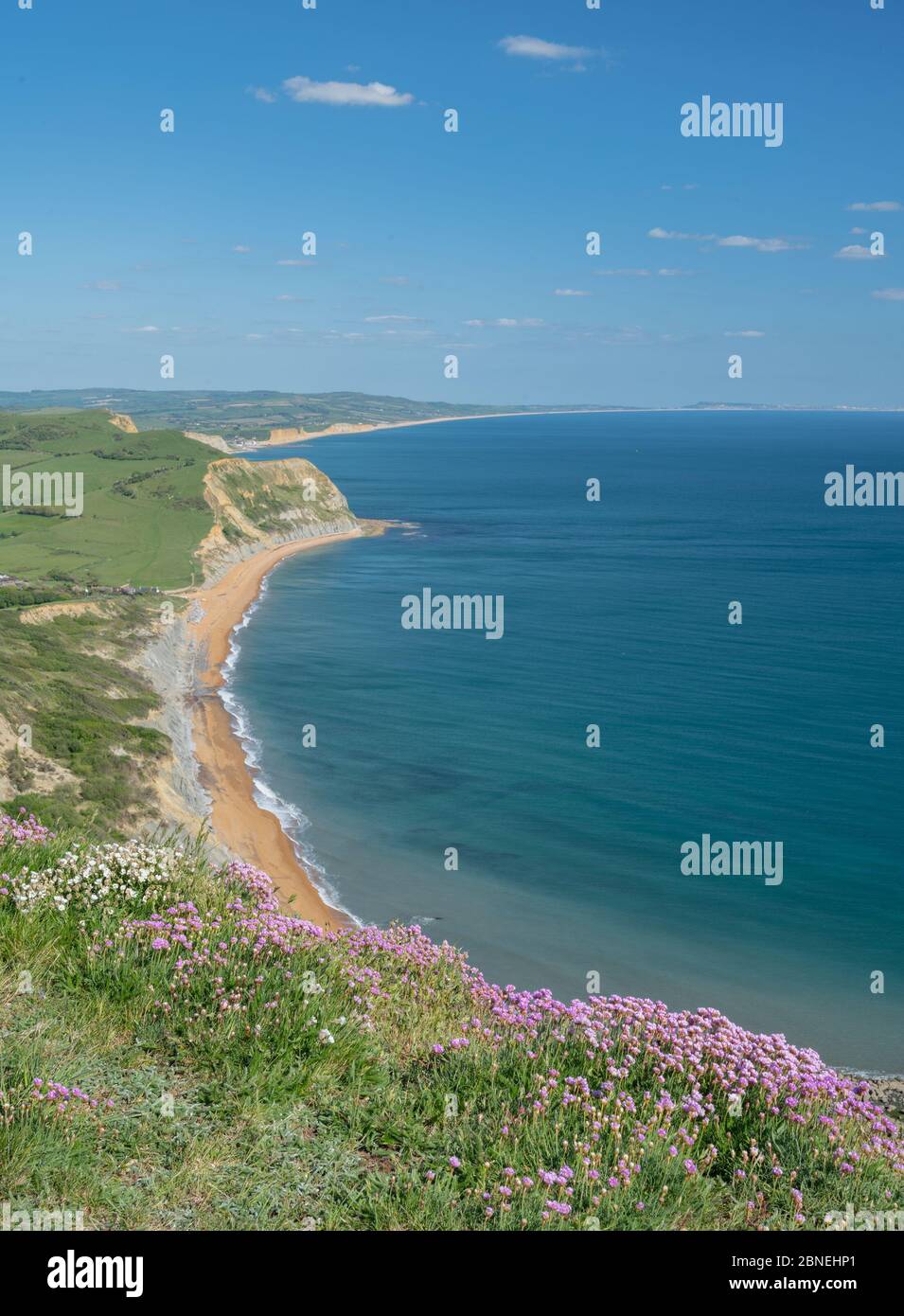 Golden Cap, West Dorset, UK. 14th May, 2020. UK Weather: The view along the coast towards West Bay, Abbotsbury and the Isle of Portland from Golden Cap. Pink sea thrift blossoms on the top of Golden Cap on a sunny, but somewhat chilly afternoon. The popular beauty spot is quieter than usual in spite of the Government easing of the coronavirus restrictions which allows greater freedom to travel for exercise. Credit: Celia McMahon/Alamy Live News Stock Photo
