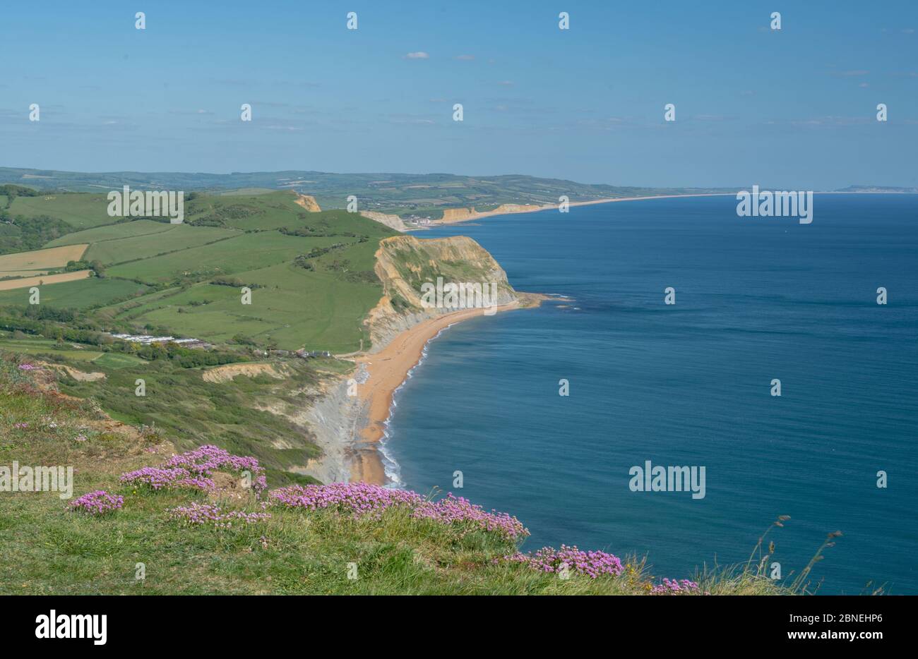 Golden Cap, West Dorset, UK. 14th May, 2020. UK Weather: The view along the coast towards West Bay, Abbotsbury and the Isle of Portland from Golden Cap. Pink sea thrift blossoms on the top of Golden Cap on a sunny, but somewhat chilly afternoon. The popular beauty spot is quieter than usual in spite of the Government easing of the coronavirus restrictions which allows greater freedom to travel for exercise. Credit: Celia McMahon/Alamy Live News Stock Photo