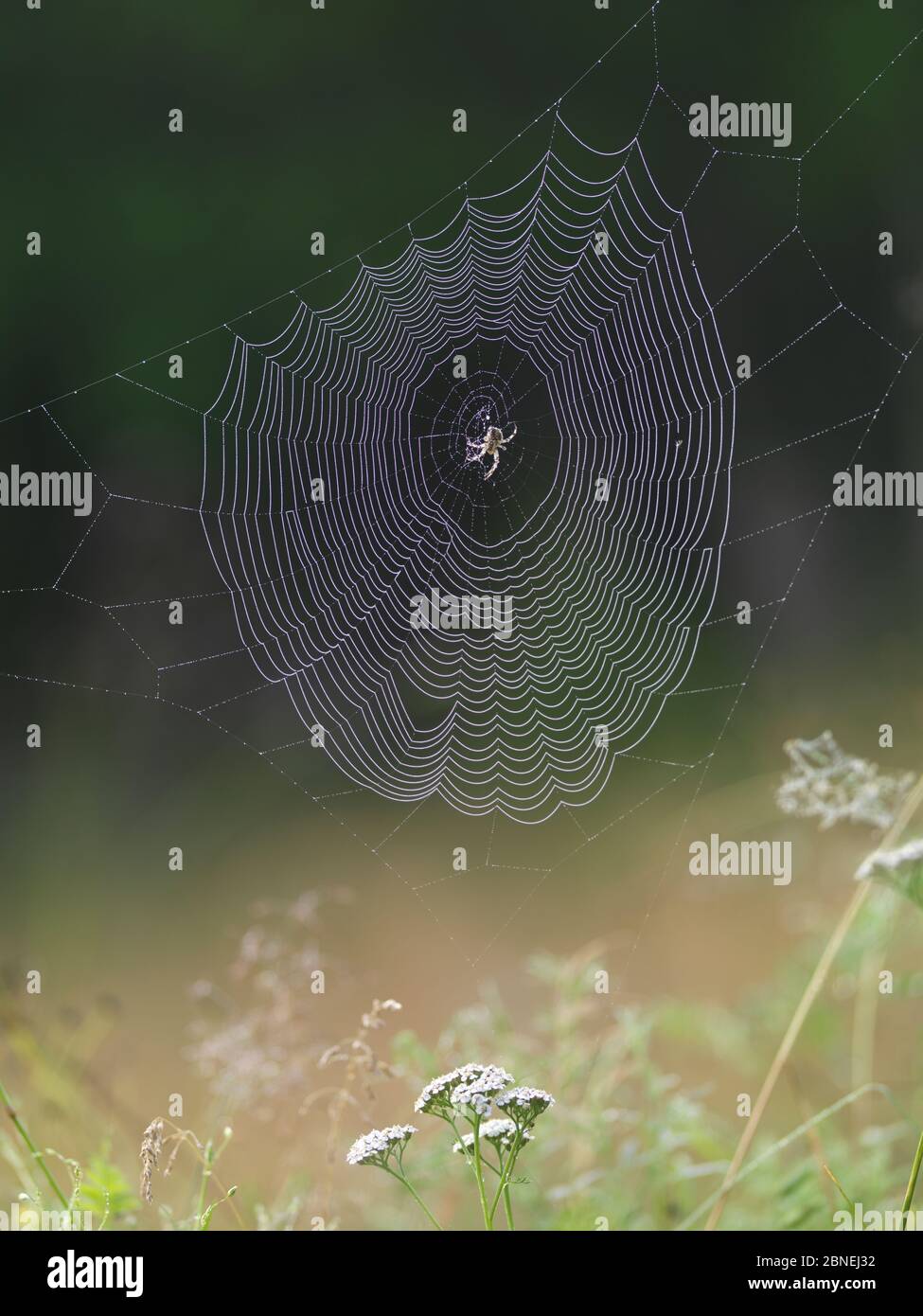 Garden cross spider (Araneus diadematus) on web, Norway. Stock Photo