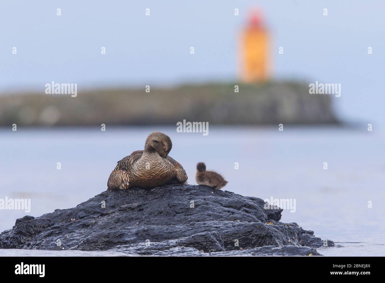 Eider duck (Somateria mollissima) with chicks on rock above sea near coast, Flatey, Iceland June Stock Photo