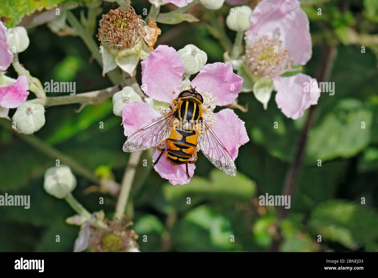 Hoverfly (Helophilus pendulus) feeding on Bramble (Rubus fruticosus) at edge of woodland, Cheshire, UK, July Stock Photo