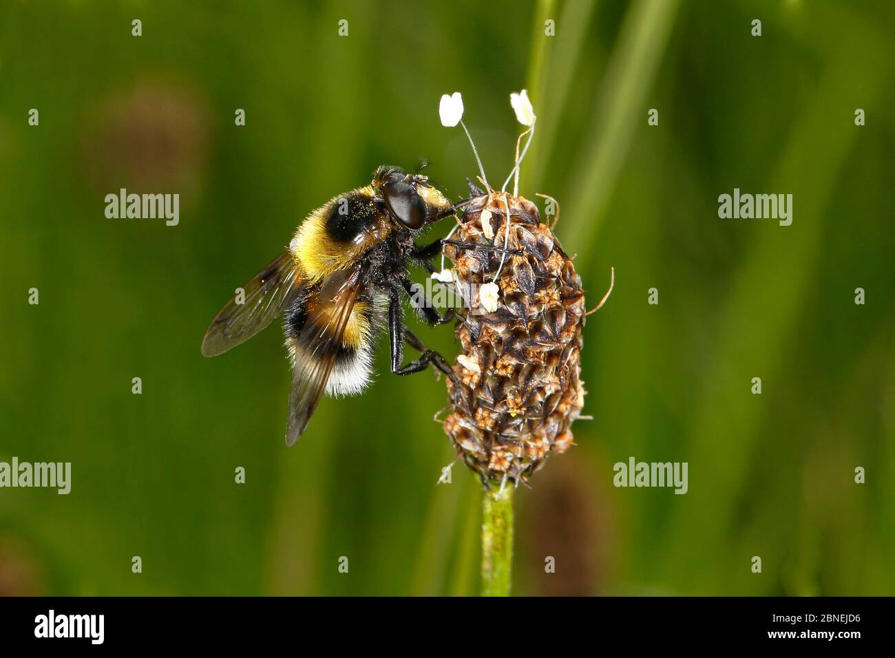 Hoverfly (Volucella bombylans) a bee mimic resting on plant in meadow, Cheshire, UK, June. Stock Photo