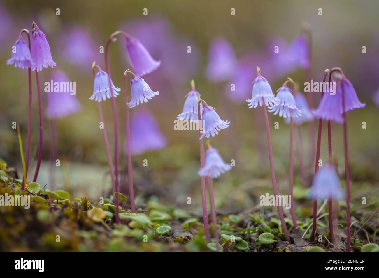 Dwarf Snowbell (Soldanella pusilla) Nordtirol, Austrian Alps, 2500 metres above sea level, June. Stock Photo