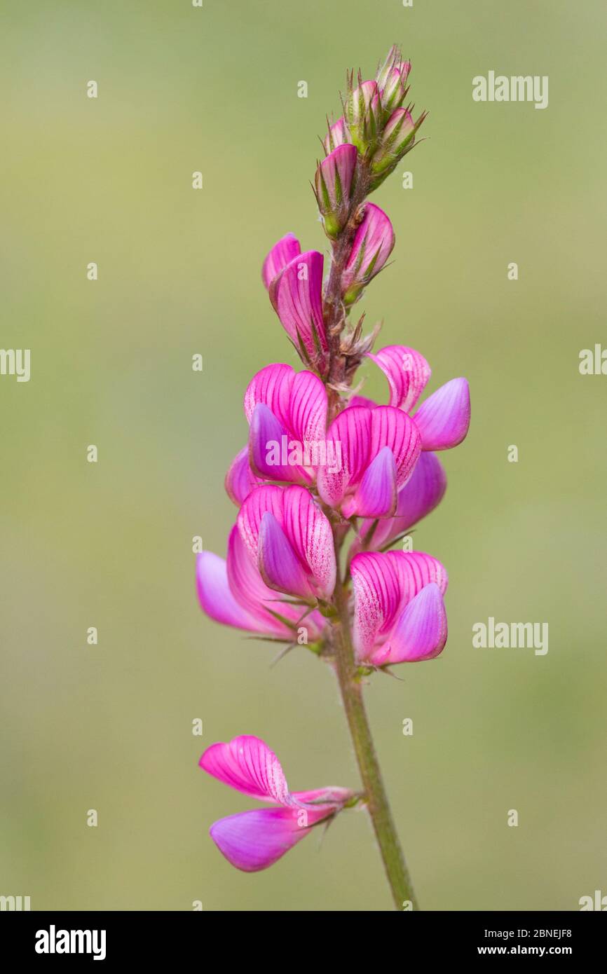 Sainfoin (Hedysarum / Onobrychis hedysaroides) Nordtirol, Austrian Alps. June. Stock Photo