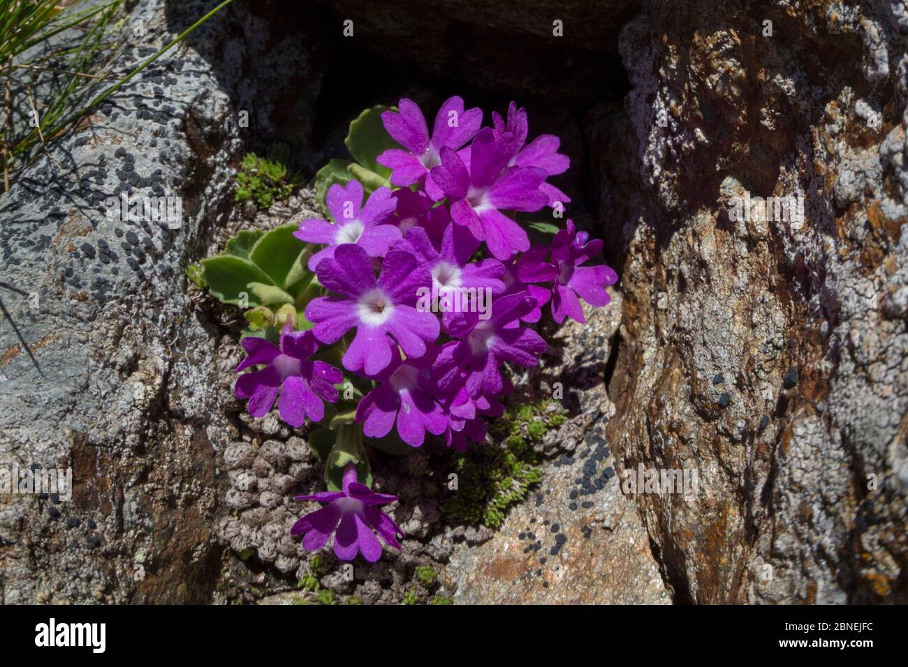 Mountain Primrose (Primula villosa) Nordtirol, Austrian Alps. June. Stock Photo