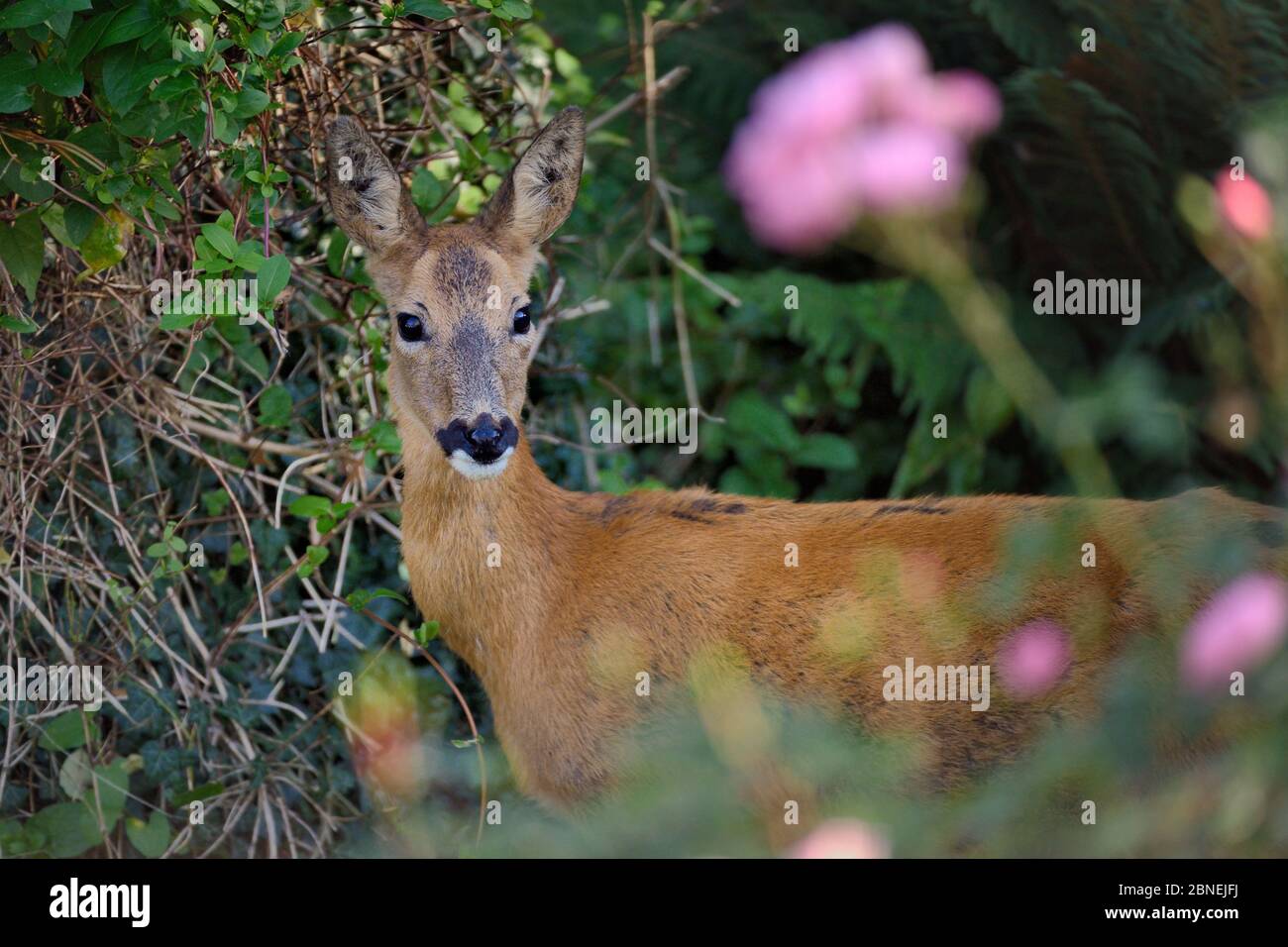 Roe deer (Capreolus capreolus) doe visiting a garden in morning sunlight, close to Rose bushes. Wiltshire, UK, October. Stock Photo
