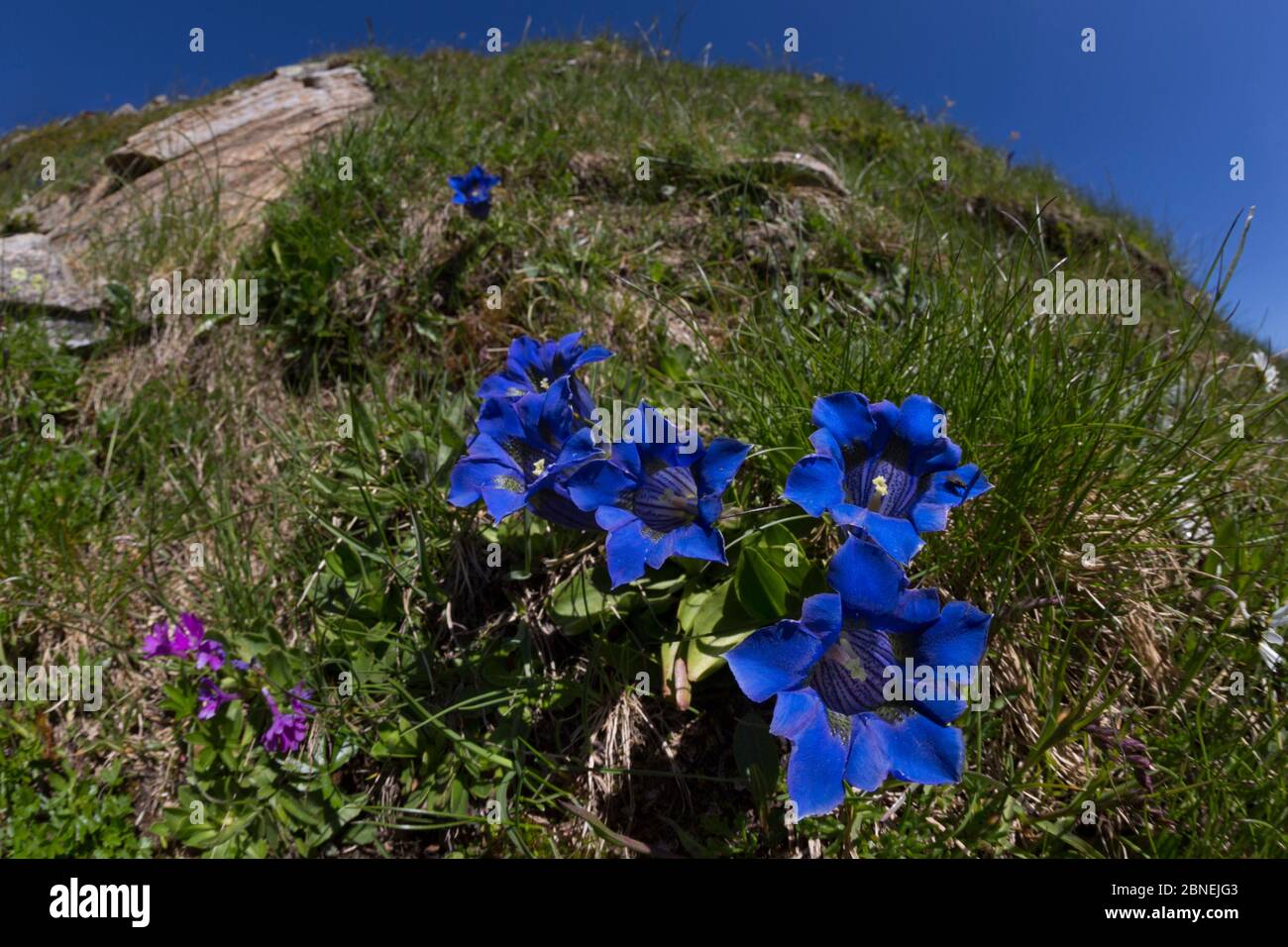 Trumpet / Stemless Gentian (Gentiana acaulis) Nordtirol, Austrian Alps. June. Stock Photo