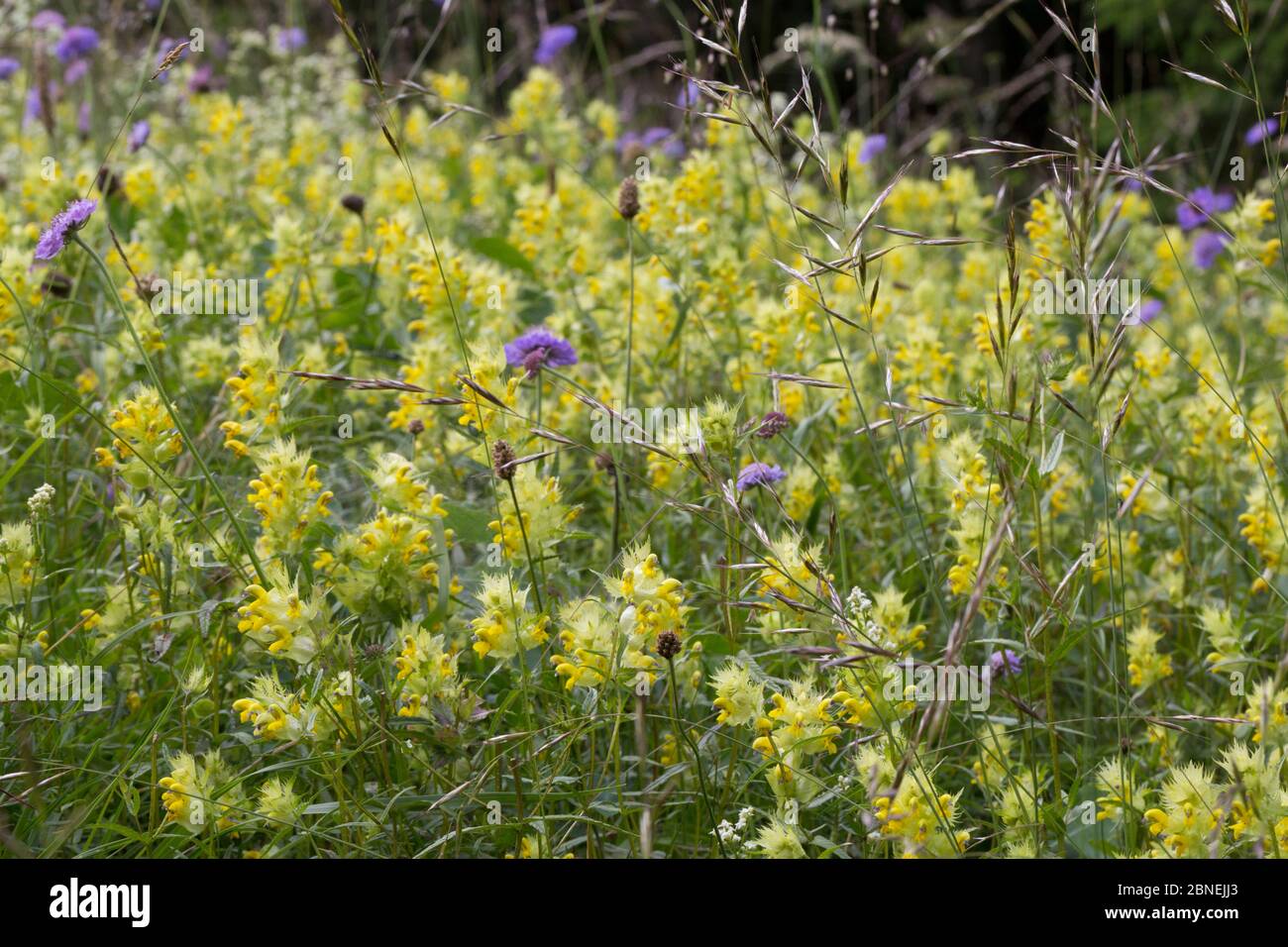 Yellow Rattle (Rhinanthus sp.) growing in a traditional hay meadow