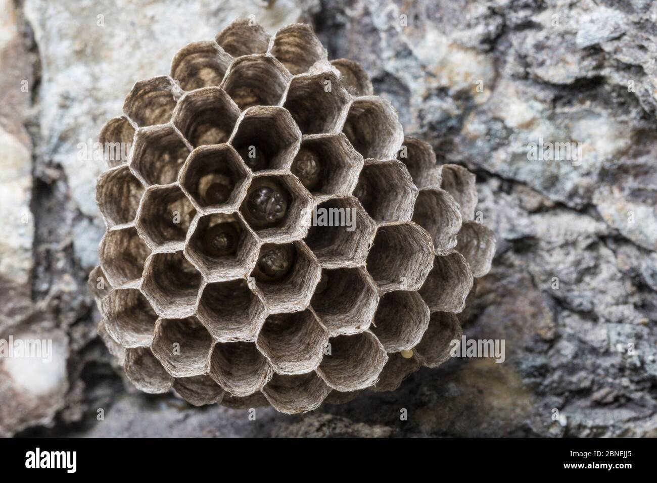 European Paper Wasp (Polistes gallicus) nest attached to rock face. Nordtirol, Austrian Alps. June. Stock Photo
