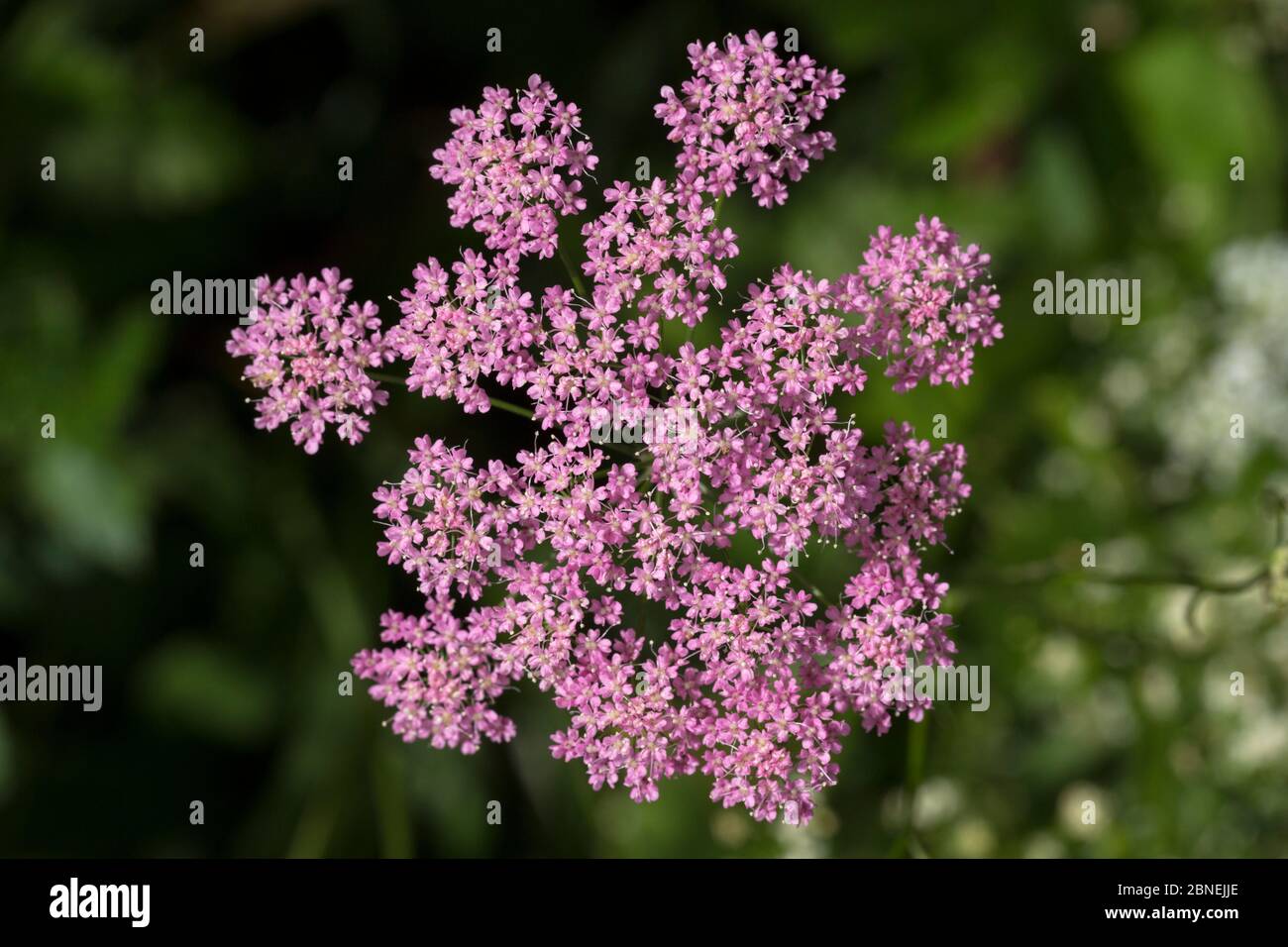Greater Burnet-saxifrage (Pimpinella major) Nordtirol, Austrian Alps. June. Stock Photo