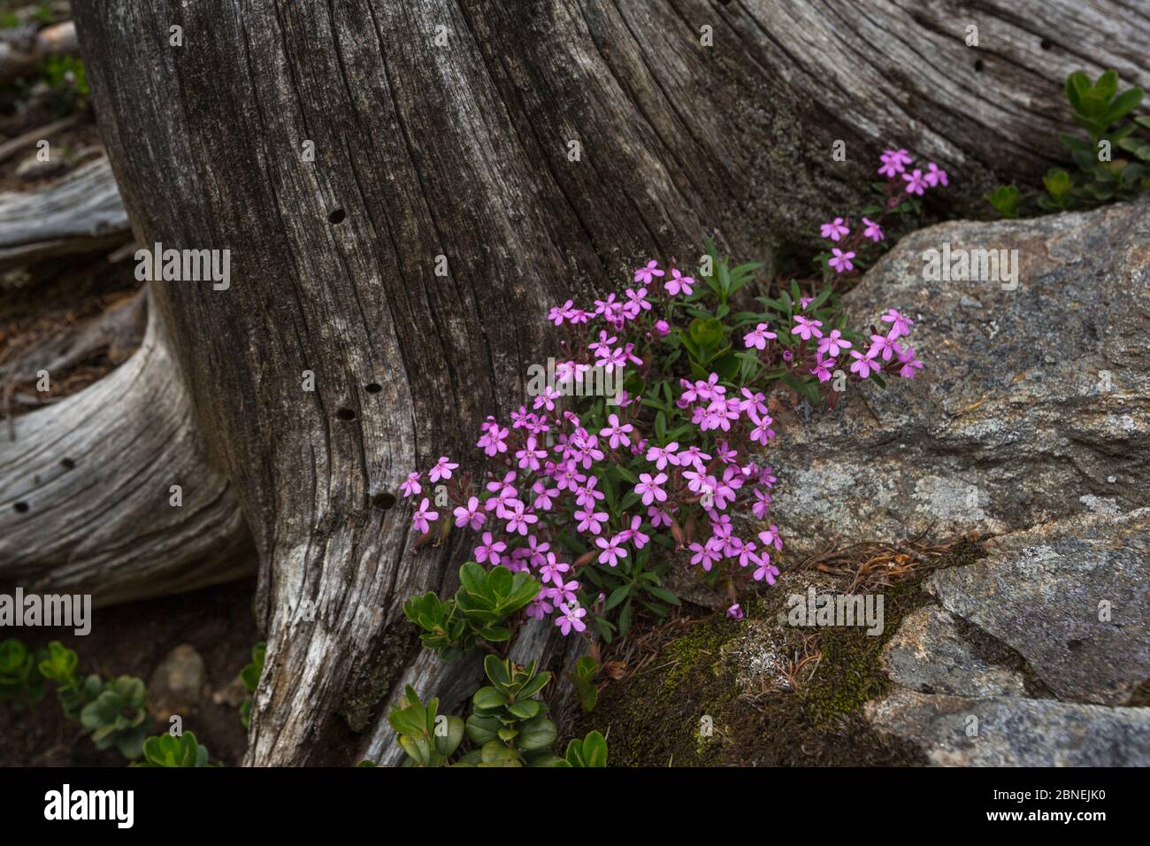 Tumbling Ted / Rock Soapwort (Saponaria ocymoides) growing at the edge of a pine forest. Nordtirol, Austrian Alps. June. Stock Photo