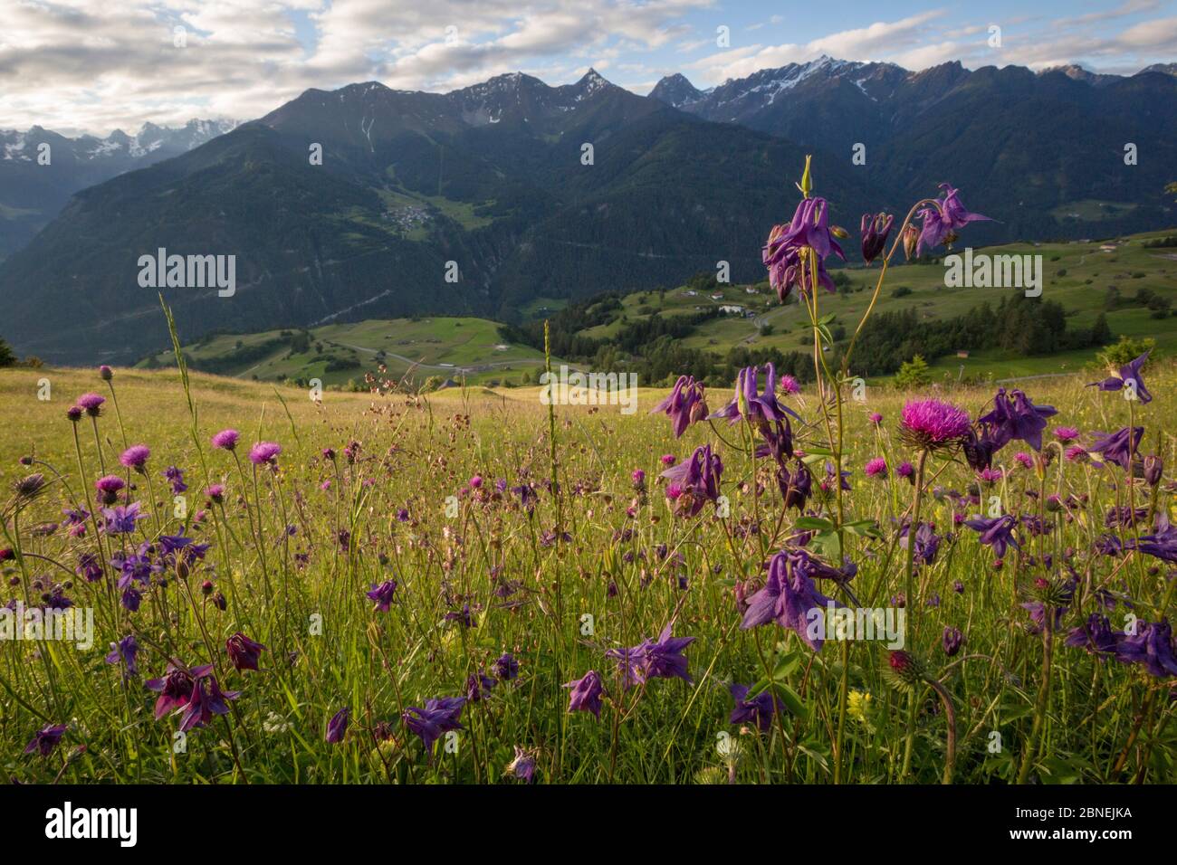 Dark Columbine (Aquilegia atrata) and Tuberous Thistle (Cirsium tuberosum) flowering in tradional hay meadow. Nordtirol, Austrian Alps. June. Stock Photo