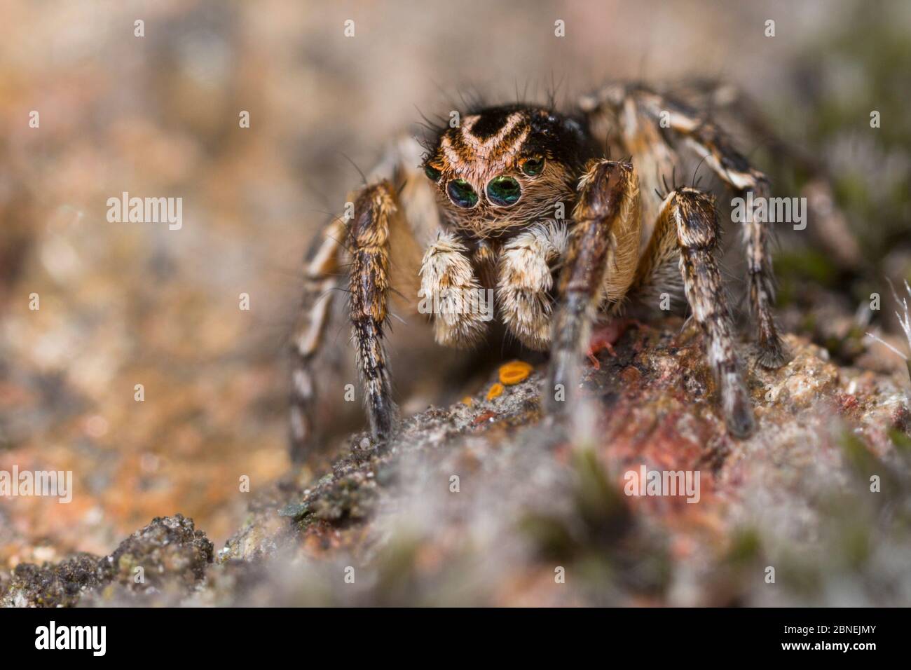 Jumping spider (Aelurillus v-insignitus) male Nordtirol, Austrian Alps.  June Stock Photo - Alamy