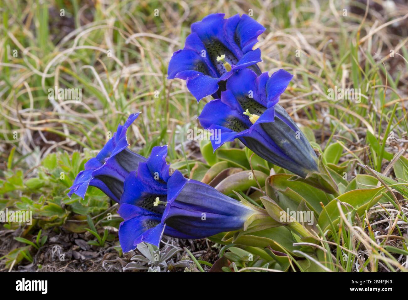 Trumpet Stemless Gentian Gentiana Acaulis Nordtirol Austrian Alps Trumpet Stemless Gentian Gentiana Acaulis Nordtirol Austrian Alps