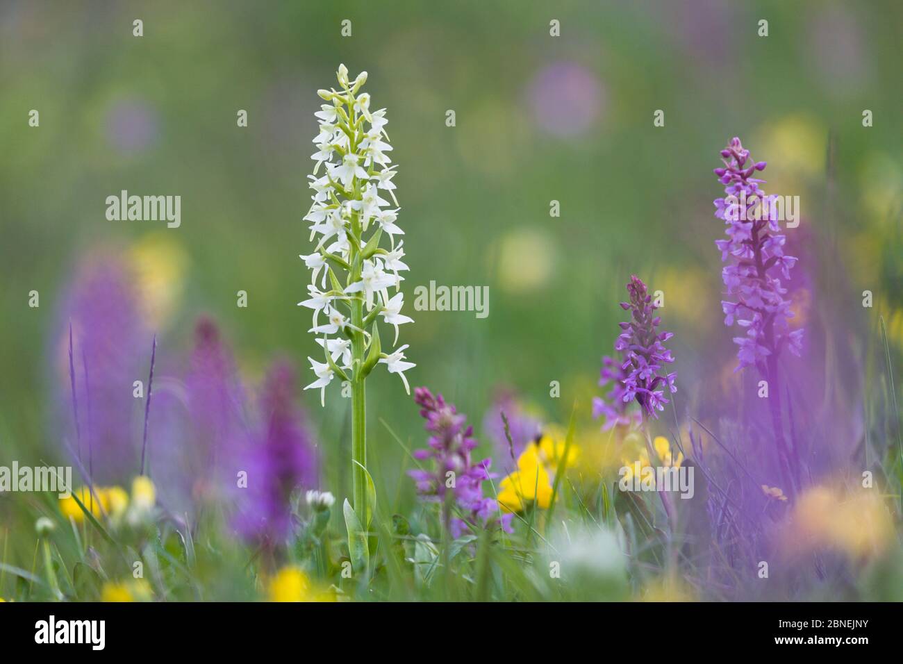 Lesser Butterfly Orchid (Platanthera bifolia) surrounded by Fragrant Orchids (Gymnadenia conopsea) in ancient alpine meadow. Nordtirol, Austrian Alps. Stock Photo
