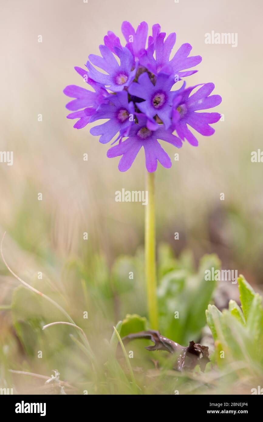 Sticky primrose (Primula glutinosa) Nordtirol, Austrian Alps. June. Stock Photo