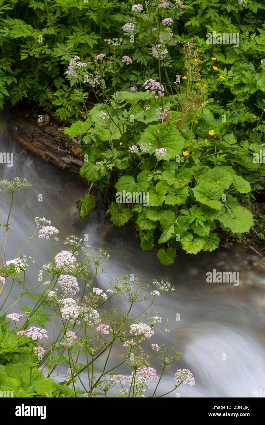 Greater Burnet-saxifrage (Pimpinella major) growing along the bank of a mountain stream. Nordtirol, Austrian Alps. June. Stock Photo