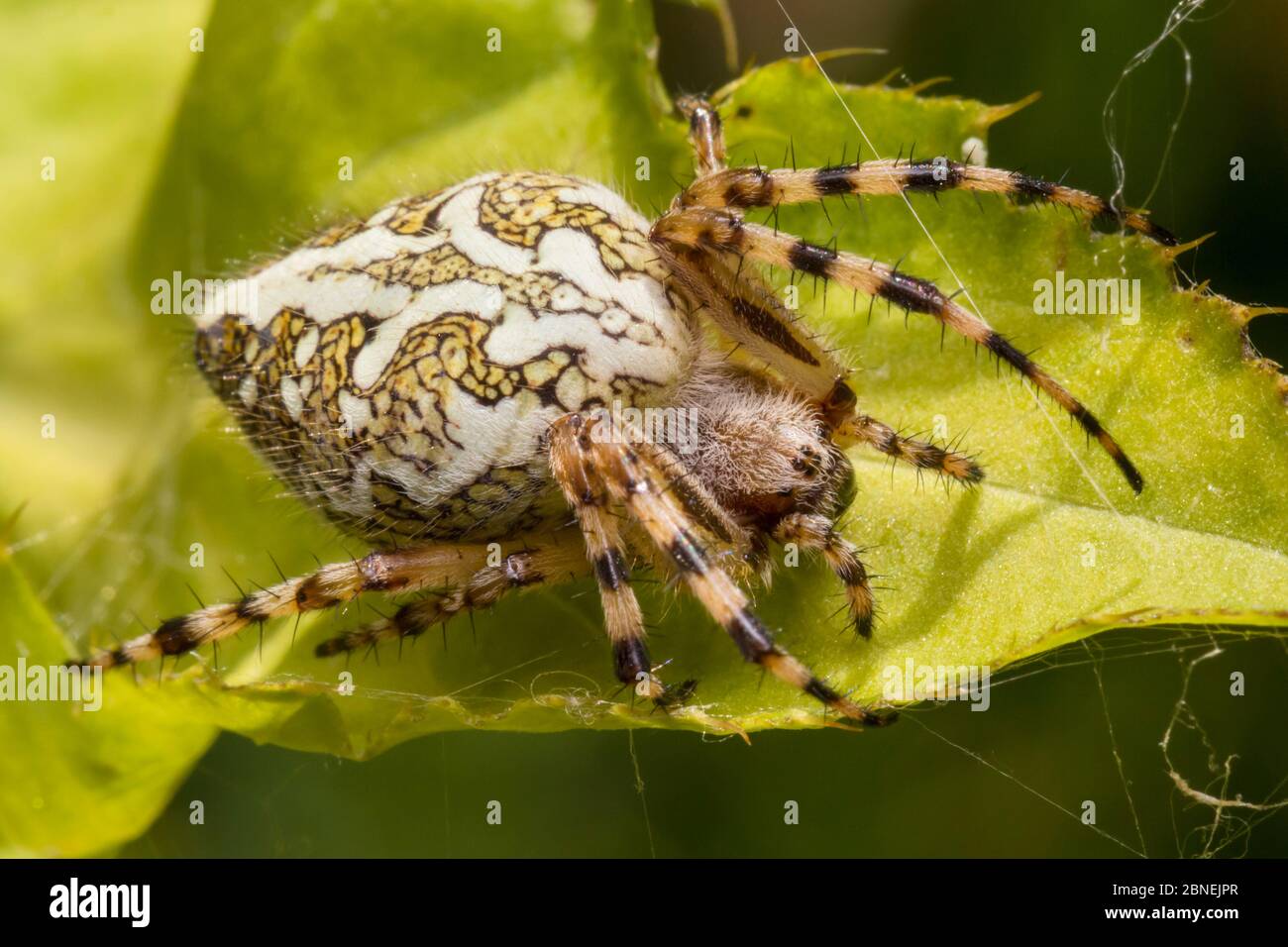 Orb-web spider (Aculepeira ceropegia) Nordtirol, Austrian Alps. June. Stock Photo