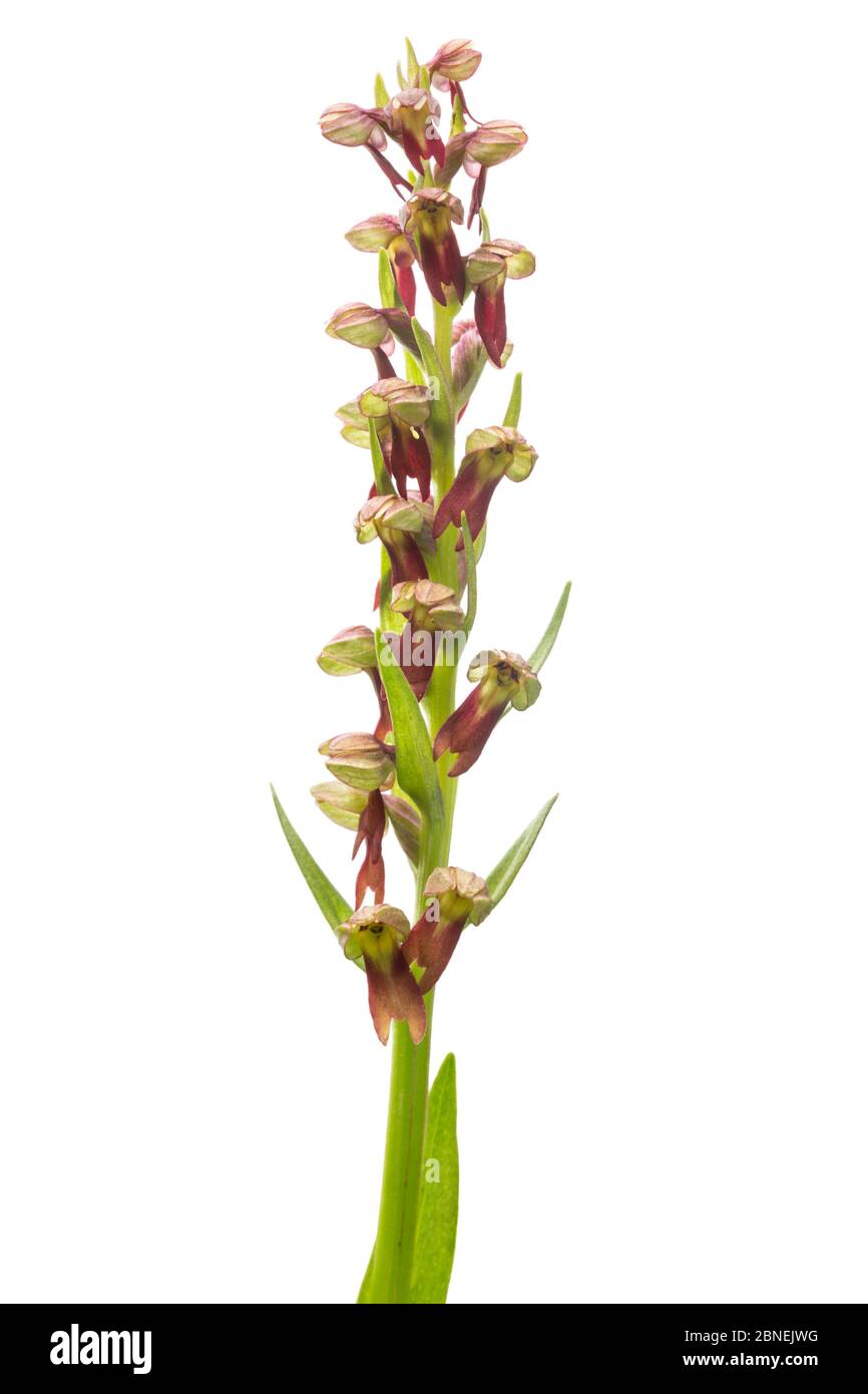 Frog Orchid (Coeloglossum viride) photographed against a white background in mobile field studio. Nordtirol, Austrian Alps. July. Stock Photo