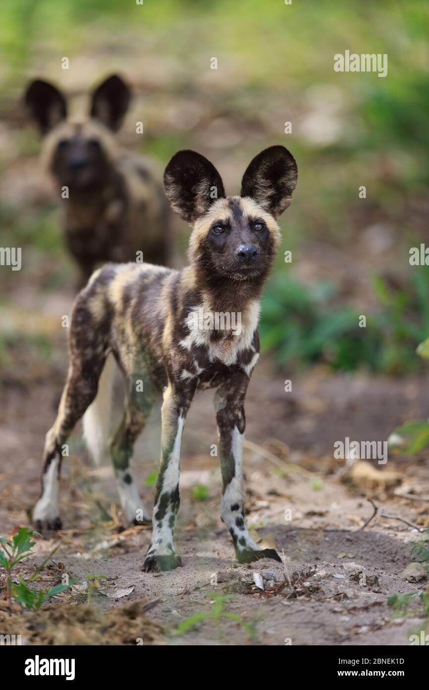African wild dog (Lycaon pictus) standing on path with relative in the background. Okavango Delta, Botswana. January Stock Photo