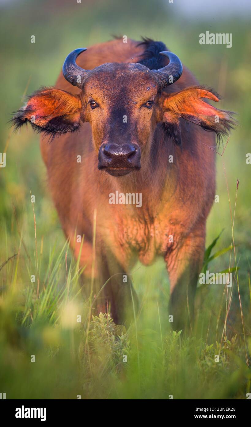 African forest buffalo (Syncerus caffer nanus) standing in the grass. Close up front angle portrait. Odzala National Park, Republic of Congo. May Stock Photo