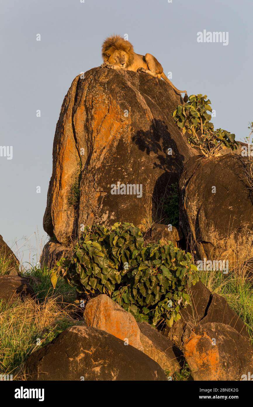 Top of lion rock hi-res stock photography and images - Alamy