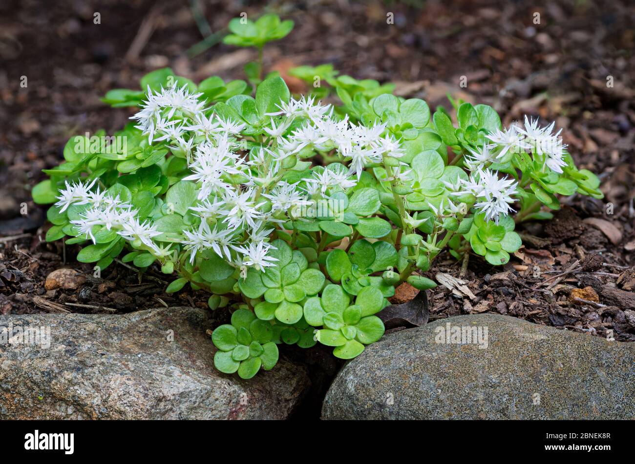 Wild stonecrop (Sedum ternatum), a native plant of eastern North America, growing in rock garden in central Virginia. Stock Photo