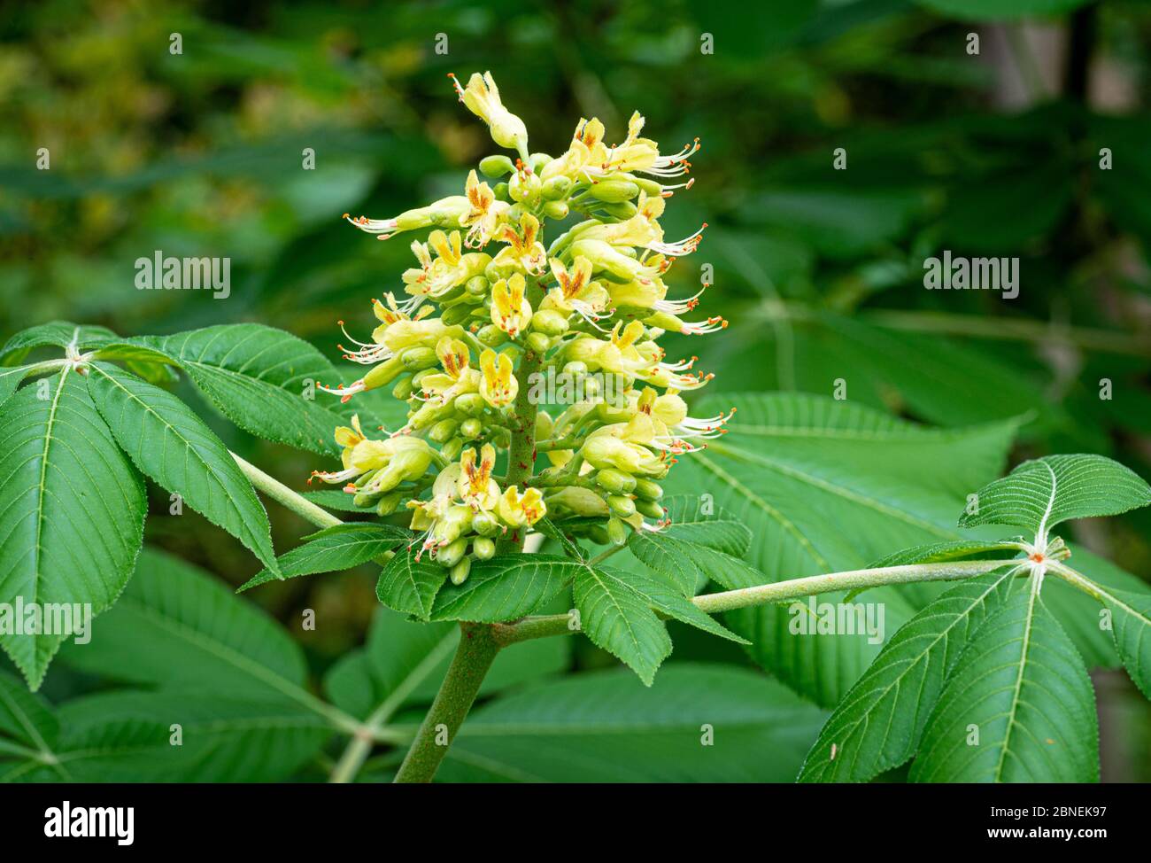 Flower panicle of  Ohio buckeye tree(Aesculus glabra), a native to the midwestern states. Stock Photo
