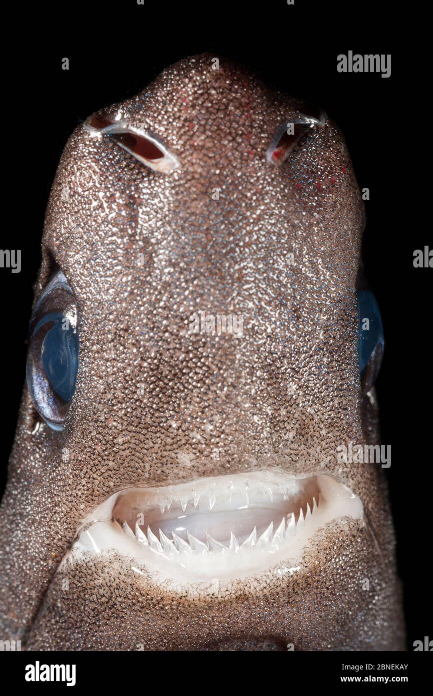 Pygmy shark (Euprotomicrus bispinatus) showing head with teeth, eyes, and nares or nostrils. Captive, Kona, Hawaii, USA. Central Pacific Ocean. Stock Photo